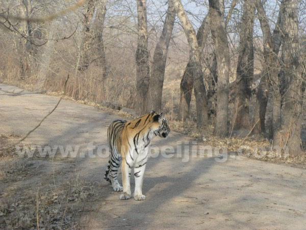 Siberian Tiger Park Harbin